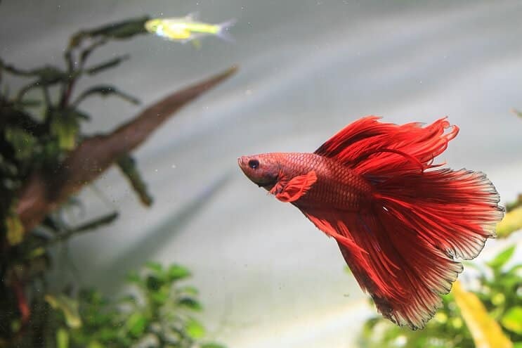 Κολύμπι ψαριών Betta