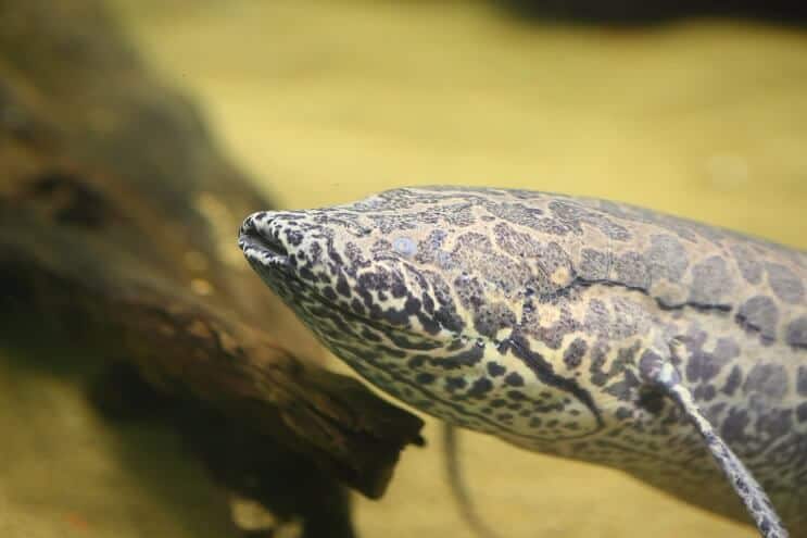 Αφρικανικό Lungfish