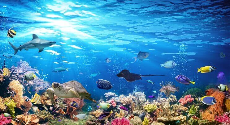 Ποικιλία της Sealife