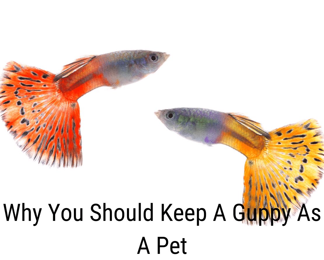 Γιατί πρέπει να διατηρήσετε ένα Guppy ως κατοικίδιο