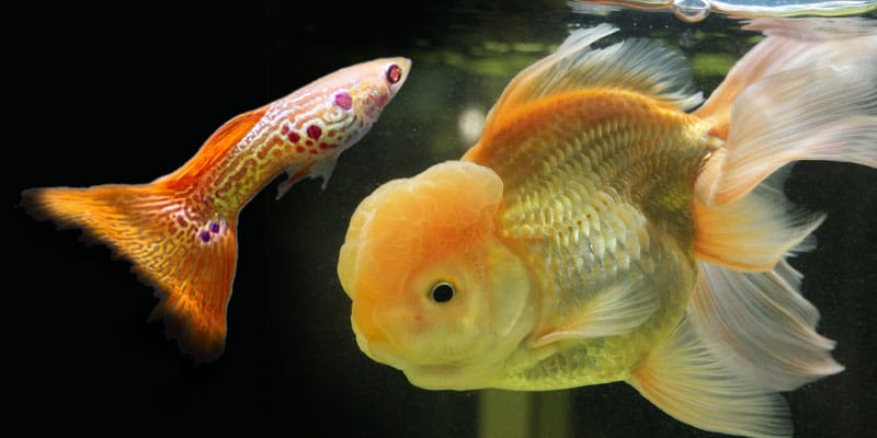 μπορούν οι guppies να τρώνε χρυσόψαρο;