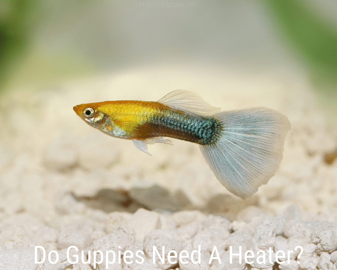 Χρειάζονται Guppies θερμαντήρα;
