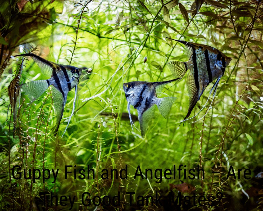 Guppy Fish and Angelfish - Είναι καλοί φίλοι δεξαμενών;