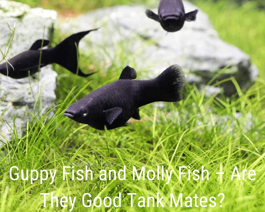 Guppy Fish και Molly Fish - Είναι καλοί φίλοι δεξαμενών;