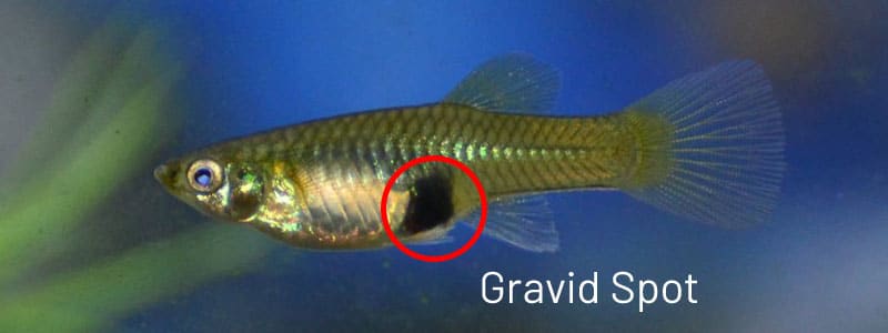 Θηλυκό guppy σοβαρό σημείο.