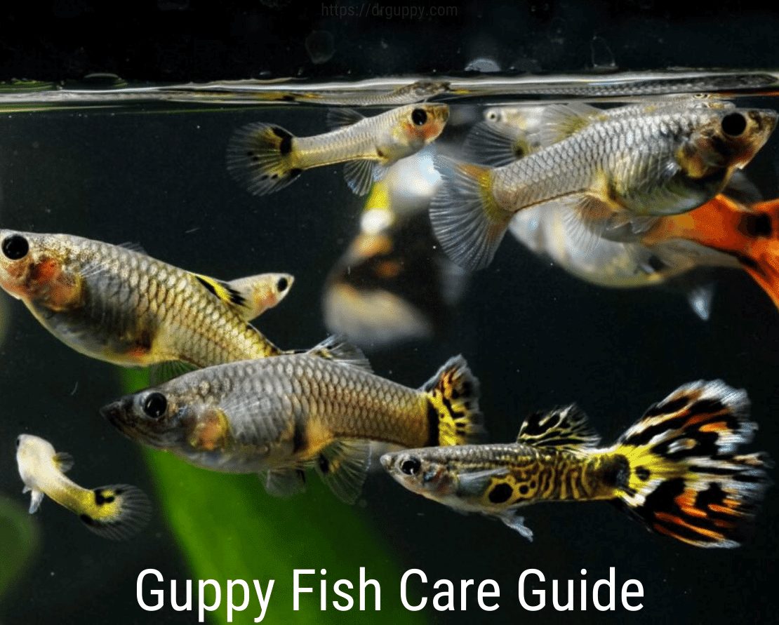 Οδηγός φροντίδας ψαριών Guppy