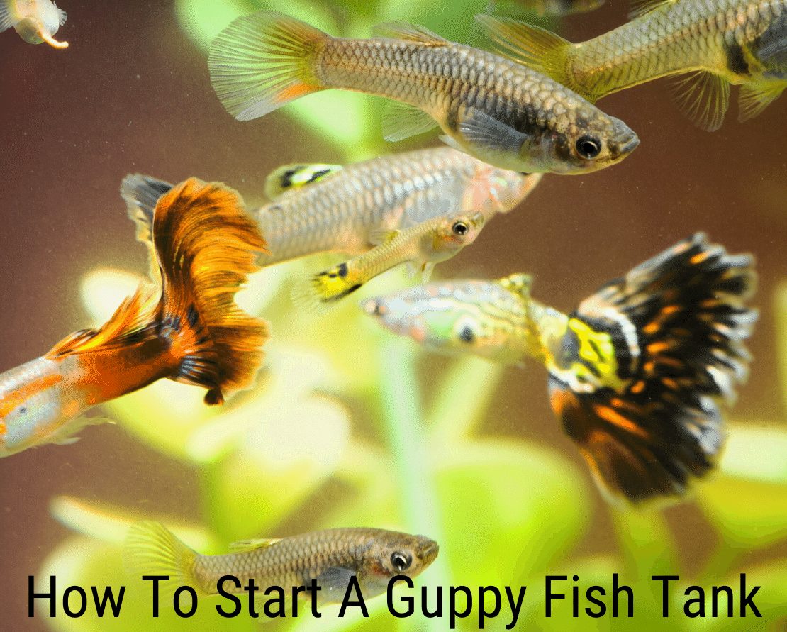Πώς να ξεκινήσετε μια δεξαμενή ψαριών Guppy;