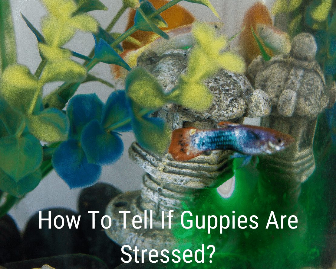 Πώς να πει εάν οι Guppies είναι άγχος