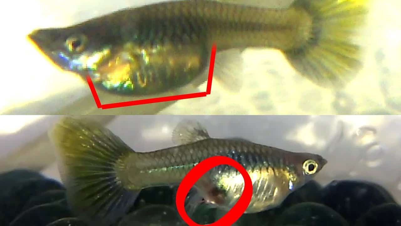 Πώς να διαπιστώσετε εάν ο guppy είναι έγκυος
