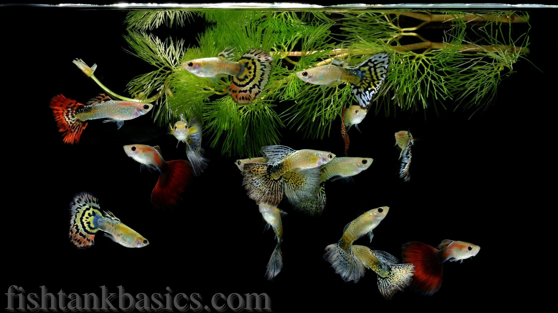 Guppy ψάρια κοντά στην κορυφή της δεξαμενής ψαριών.