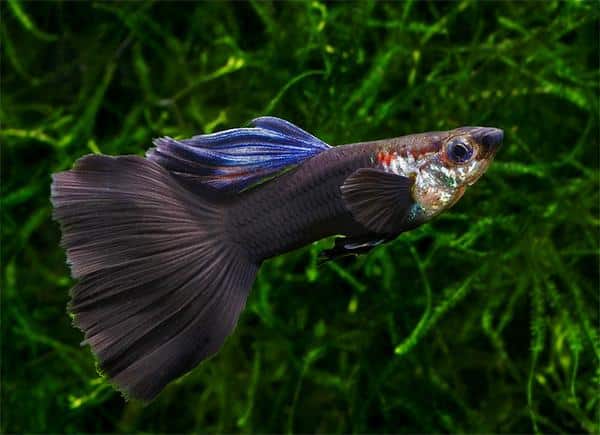 Μαύρο Guppy.