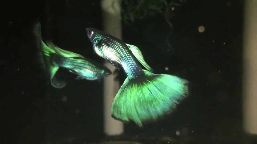 Πράσινη Μόσχα Guppy