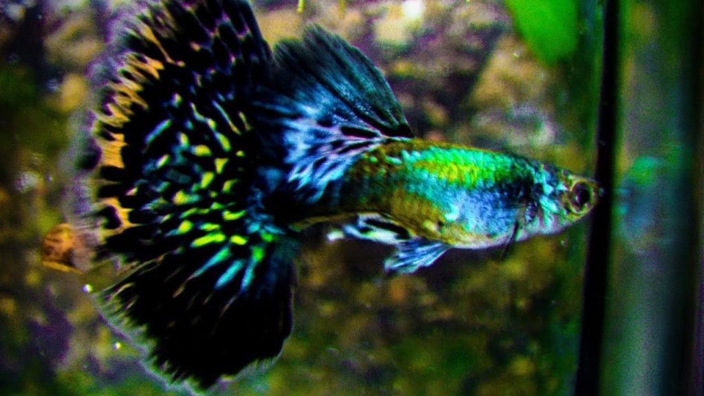 Πράσινο Guppy μισού φεγγαριού.