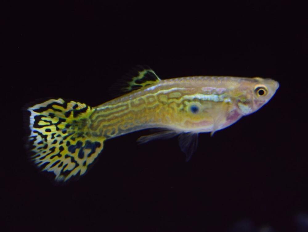 Πράσινο Cobra Guppy.