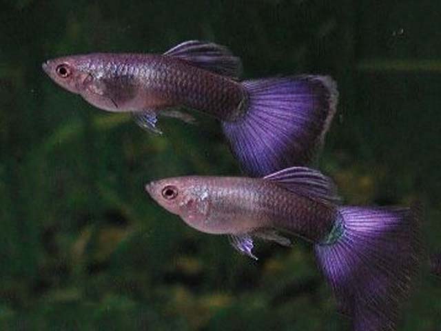 Μωβ Guppies.