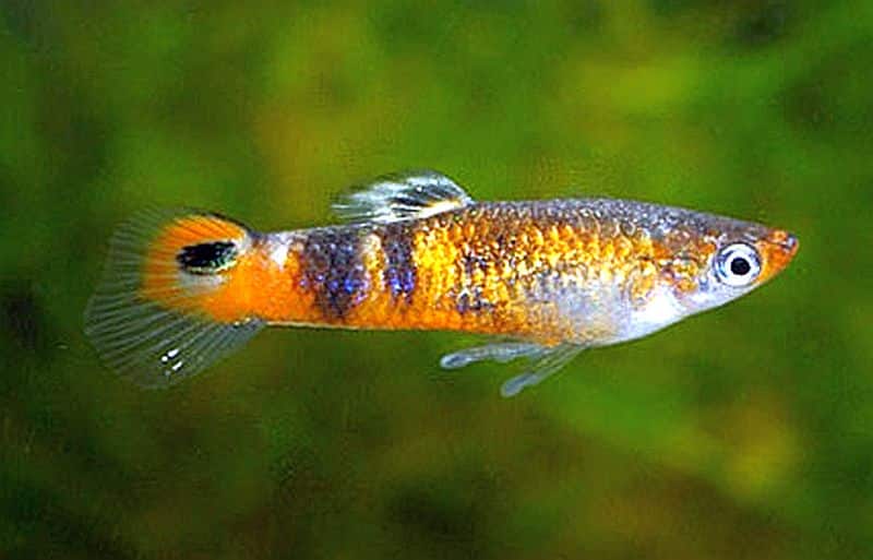 Πορτοκαλί guppy.