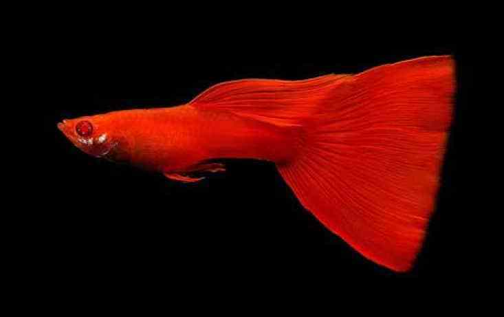 Full Red Albino Guppy.