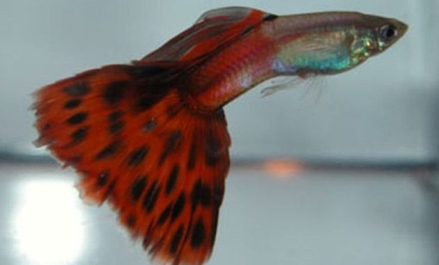 Κόκκινο δίχρωμο Guppy
