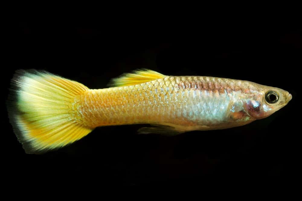 Κίτρινο Guppy.