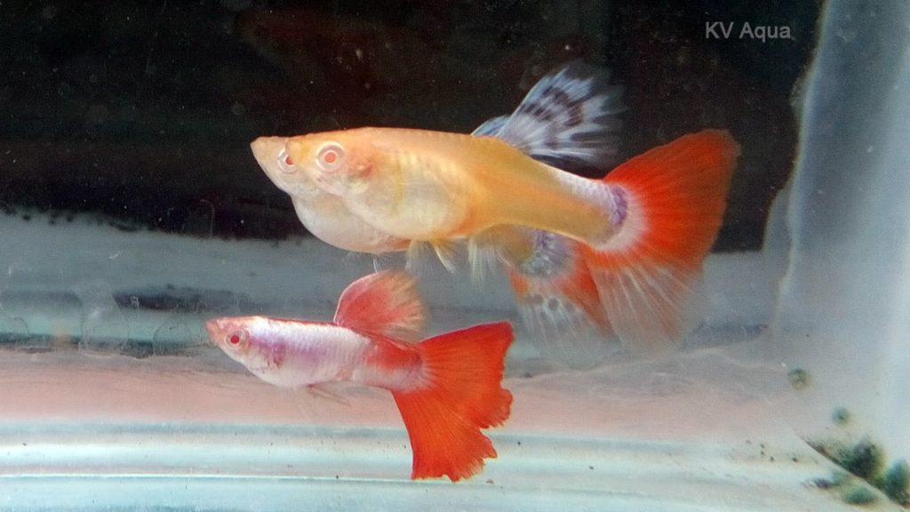 Κόκκινη ουρά Albino Guppy