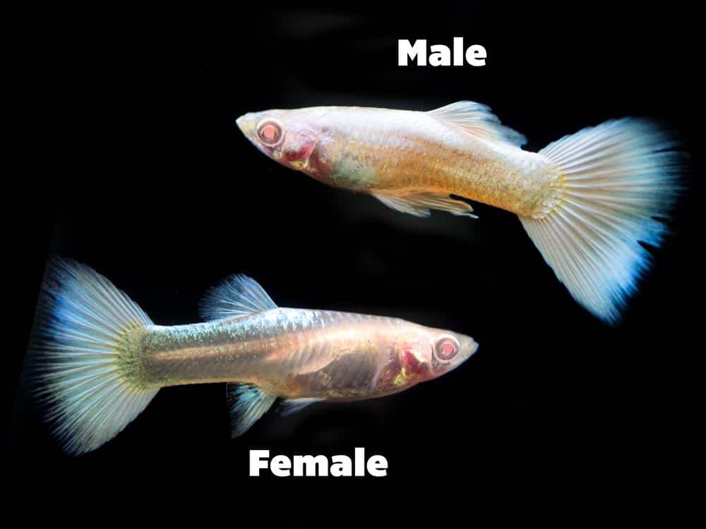 Platinum Albino Guppy.