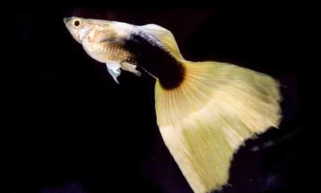 Μισό-μαύρο κίτρινο guppy