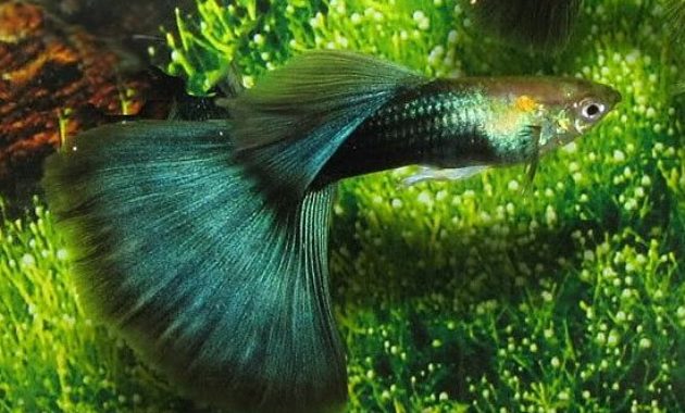 Μισό-μαύρο Πράσινο Guppy.