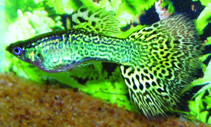 Πράσινο Cobra Guppy.