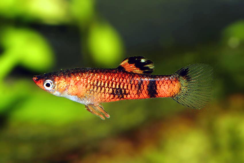 Κόκκινο Guppy.