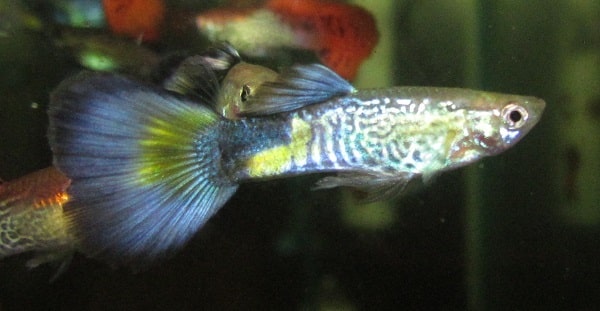 Μπλε Cobra Guppy
