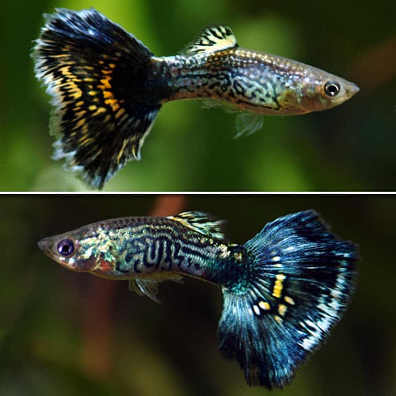 Μπλε κόμπρα guppies.
