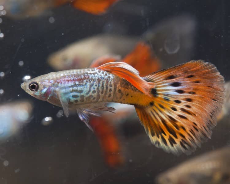 Αρσενικό κόκκινο κόμπρα guppy.