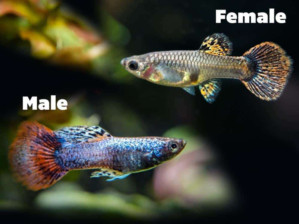 Γυναίκα και άντρας Magenta Guppies.