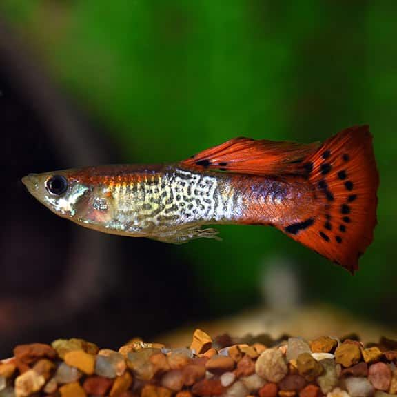 Κόκκινο κόμπρα guppy.
