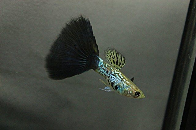 Black Cobra Guppy.