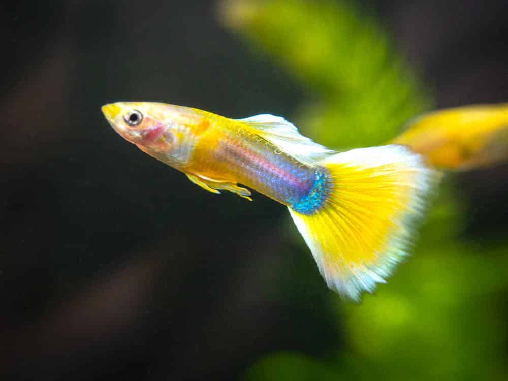 Κίτρινο σμόκιν Guppy.