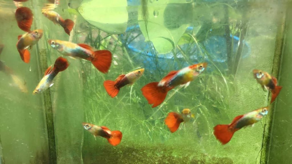 Κόκκινο / χρυσό σμόκιν Guppy