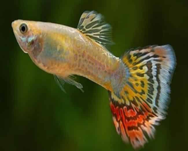 Κίτρινο Leopard Tail Guppy.