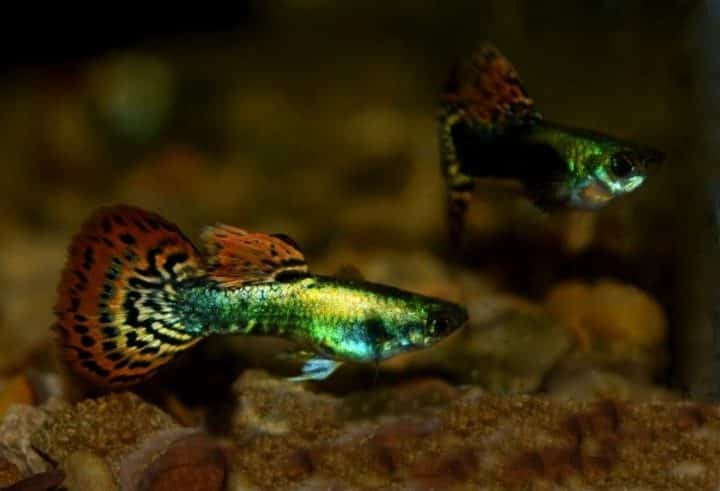 Μεταλλικό Μωσαϊκό Ουρά Guppy.