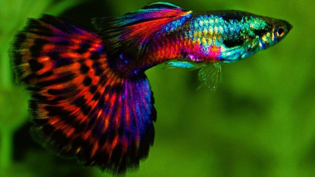Κόκκινο πλατίνα μωσαϊκό ουρά Guppy.