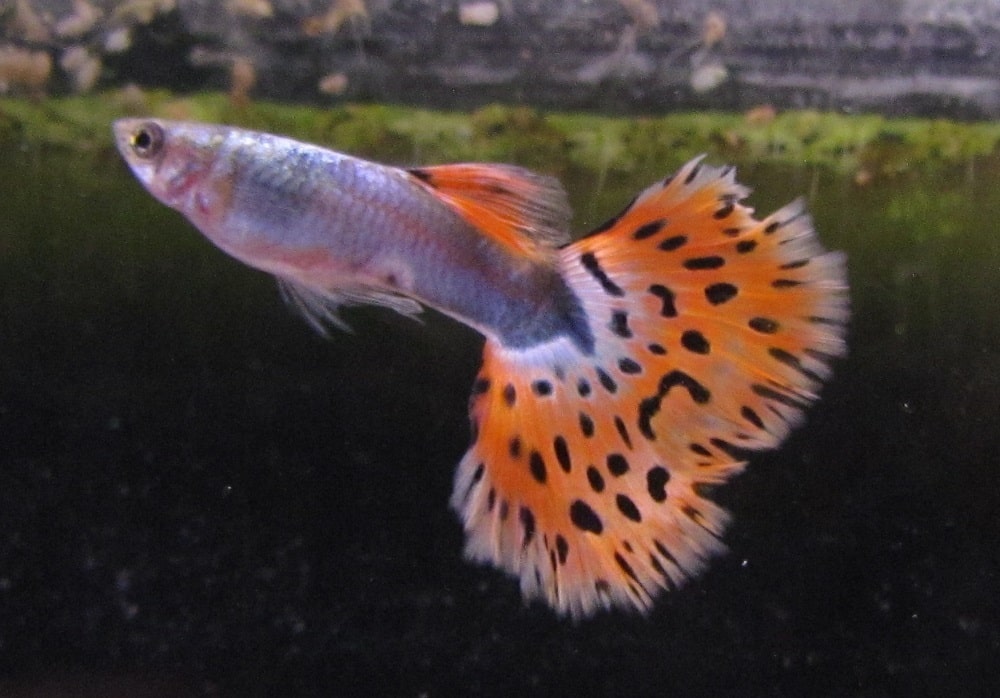 Φανταχτερός Guppy