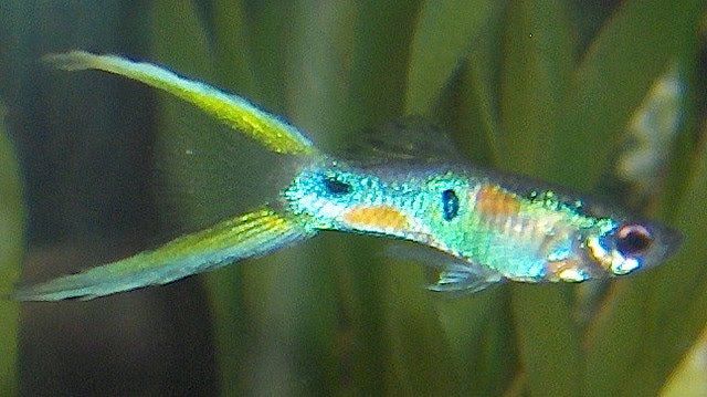 Λυρ Tail Guppy