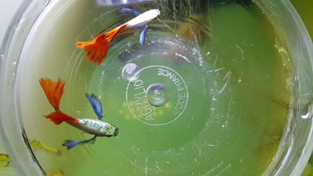Πλατινένιο guppy firetail