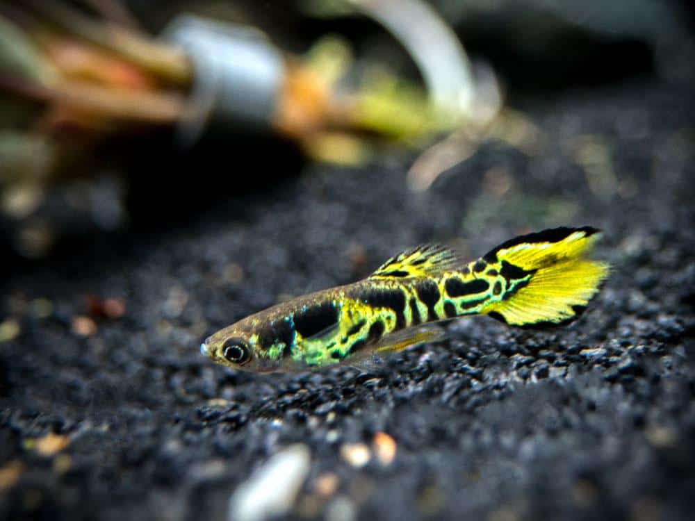 Κίτρινο Endler Guppy.
