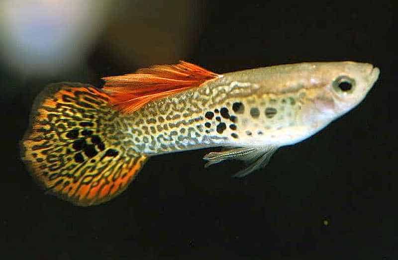 Στρογγυλή ουρά Guppy