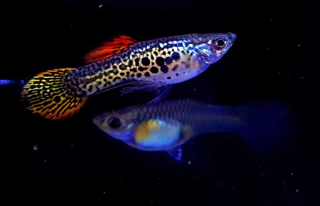 Στρογγυλή ουρά guppy.