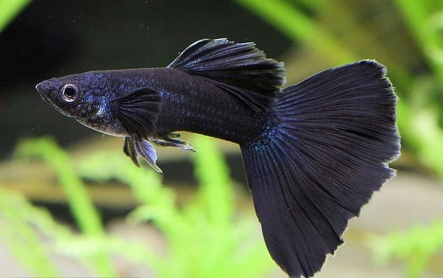 Μαύρο Guppy.