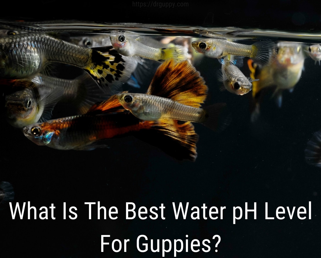 Guppy Fish Water PH Level - Ιδανικός αριθμός