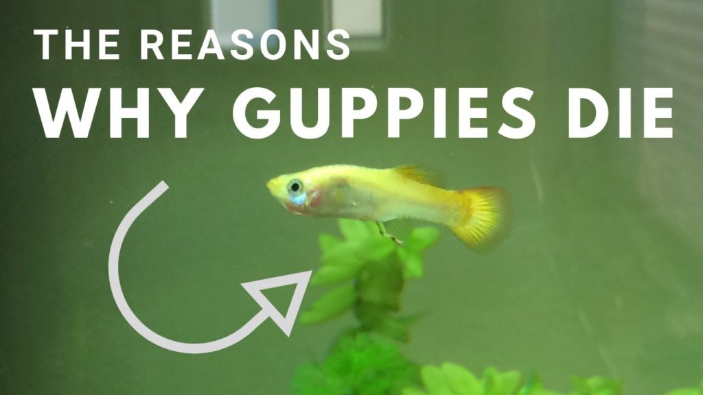 Γιατί οι Guppies μου συνεχίζουν να πεθαίνουν;