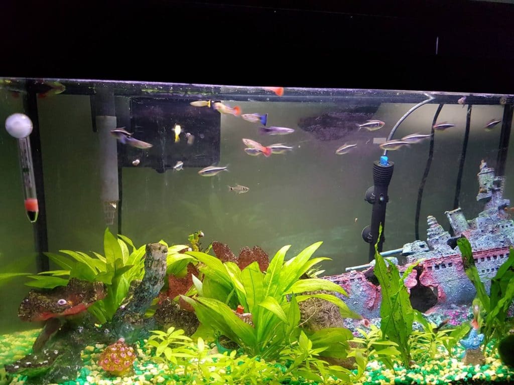 γιατί τα guppies μου παραμένουν στη γωνία;
